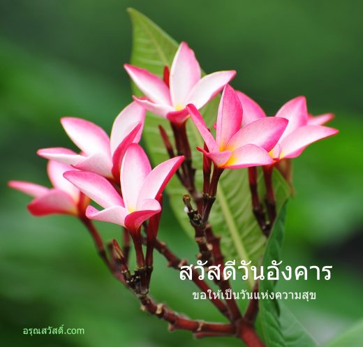 สวัสดีวันอังคาร