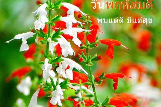 สวัสดีวันพฤหัสบดี