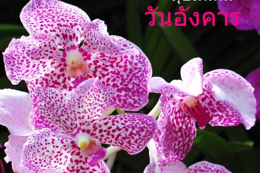 สวัสดีวันอังคาร