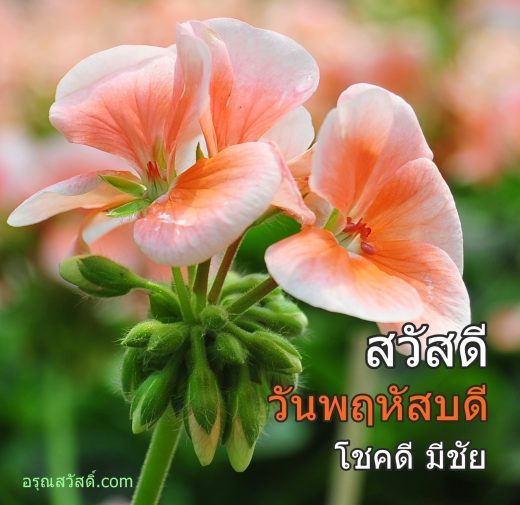 สวัสดีวันพฤหัสบดี