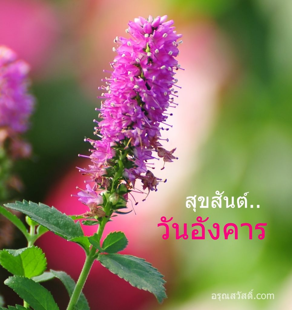 สวัสดีวันอังคาร