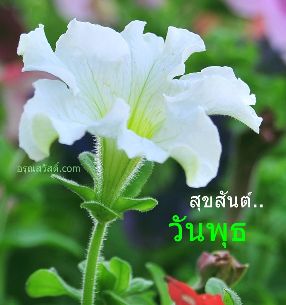 สวัสดีวันพุธ