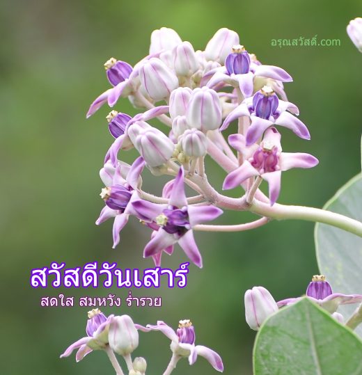 สวัสดีวันเสาร์