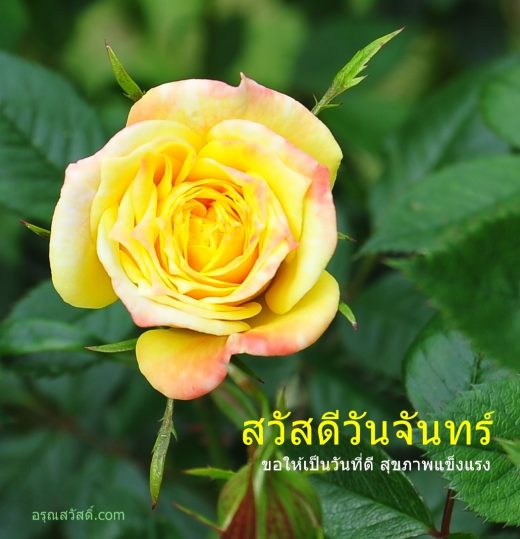 สวัสดีวันจันทร์