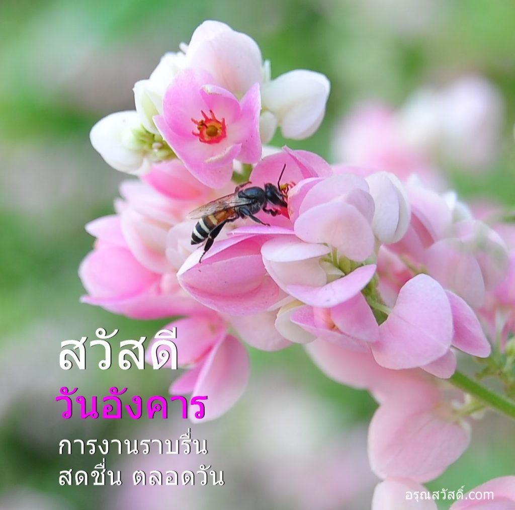 สวัสดีวันอังคาร