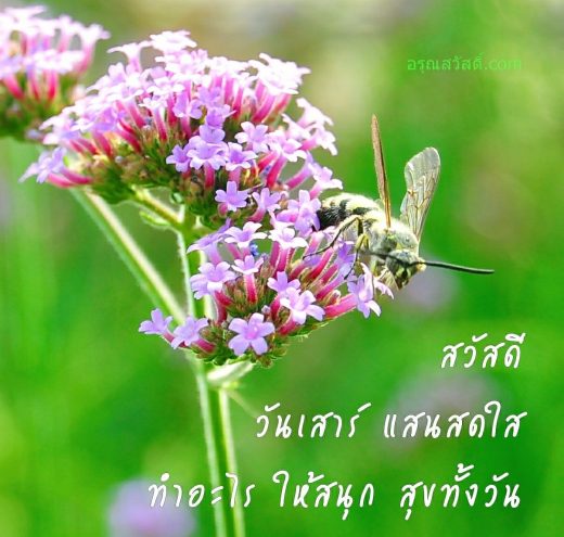 สวัสดีวันเสาร์
