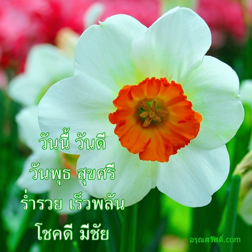 สวัสดีวันพุธ