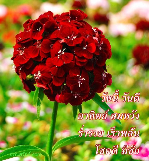 สวัสดีวันอาทิตย์
