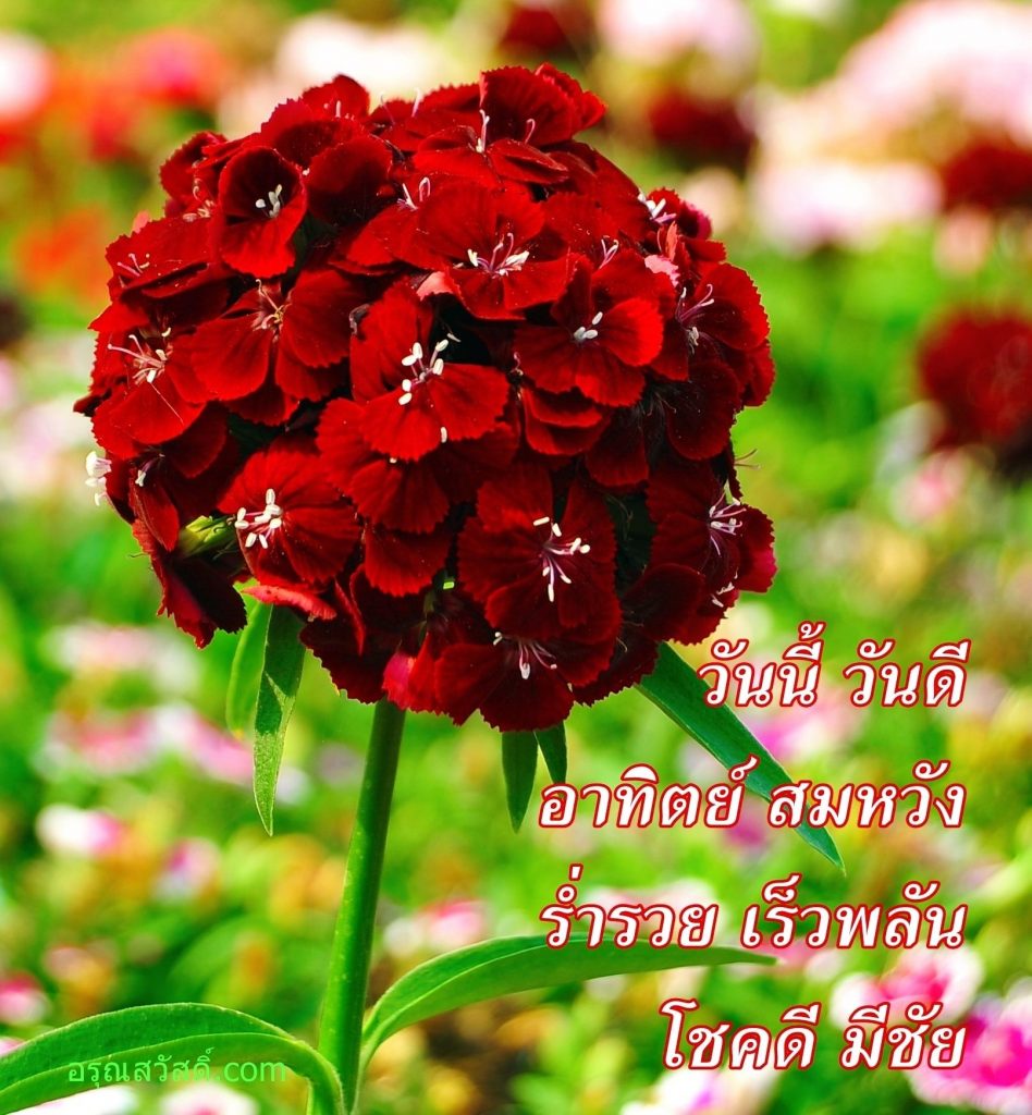 สวัสดีวันอาทิตย์