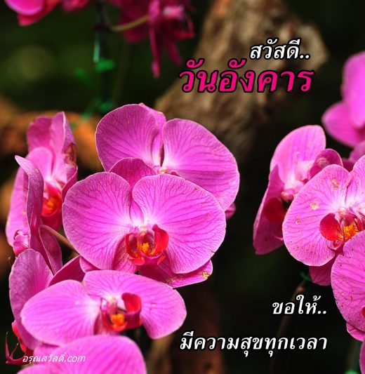 สวัสดีวันอังคาร