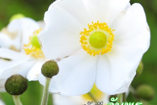 สวัสดีวันพุธ