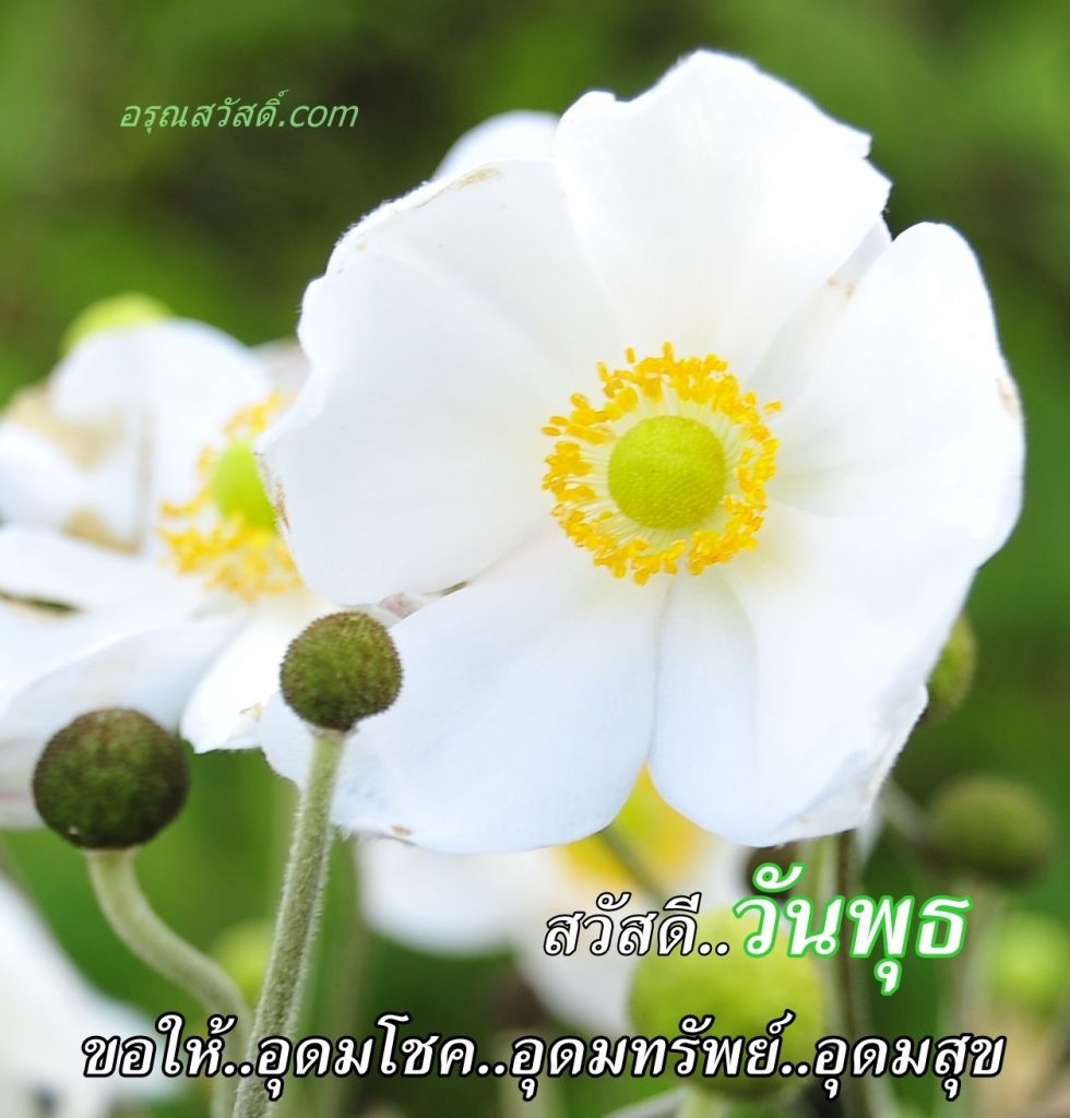 สวัสดีวันพุธ