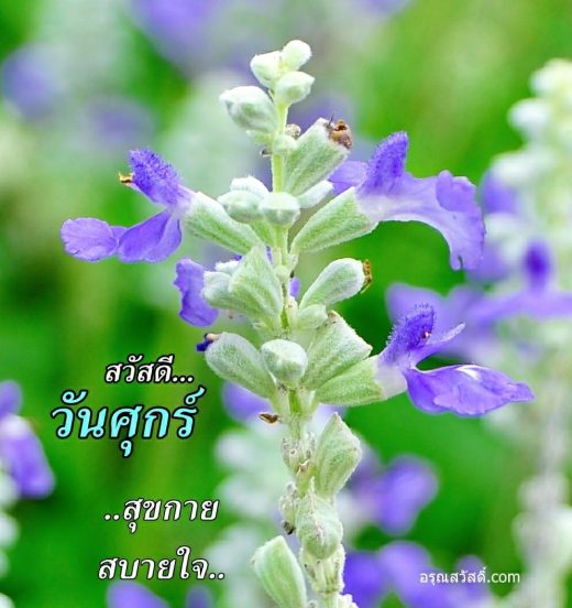 สวีสดีวันศุกร์