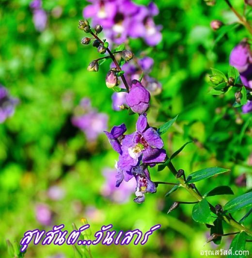 สวัสดีวันเสาร์