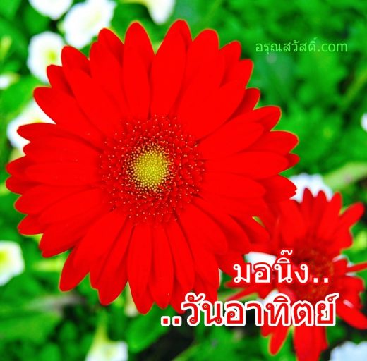 มอนิ๊งวันอาทิตย์