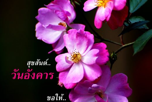 สวัสดีวันอังคาร