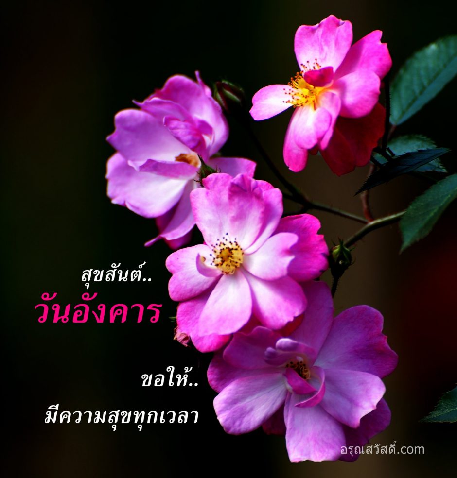 สวัสดีวันอังคาร