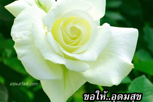 สวัสดีวันพุธ