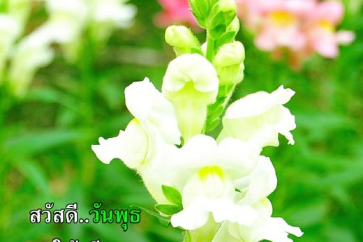 สวัสดีวันพุธ