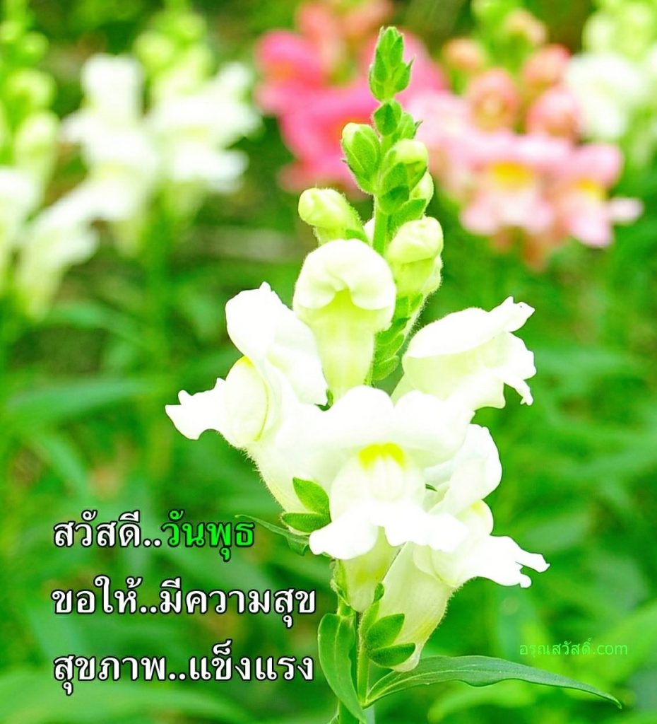 สวัสดีวันพุธ