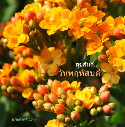 สวัสดีวันพฤหัสบดี