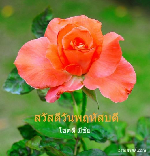 สวัสดีวันพฤหัสบดี