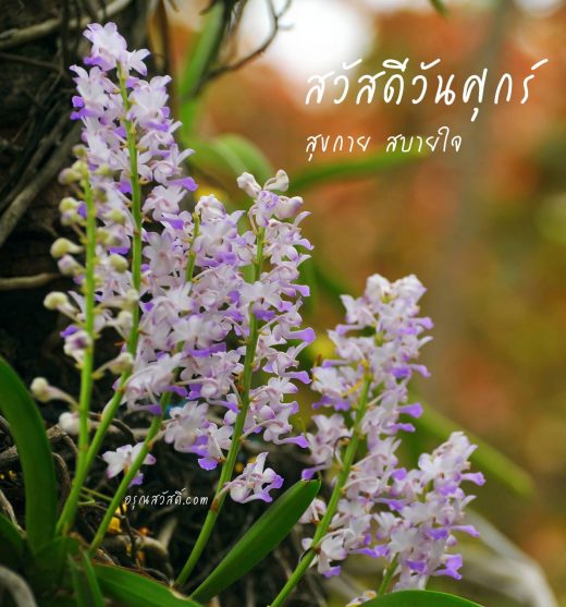 สวัสดีวันศุกร์
