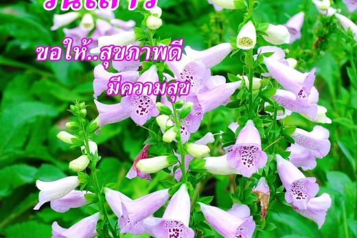 สวัสดีวันเสาร์