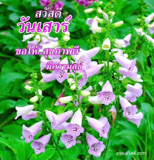 สวัสดีวันเสาร์