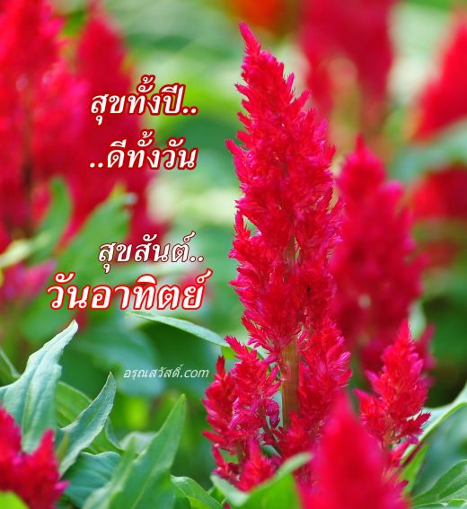 สวัสดีวันอาทิตย์