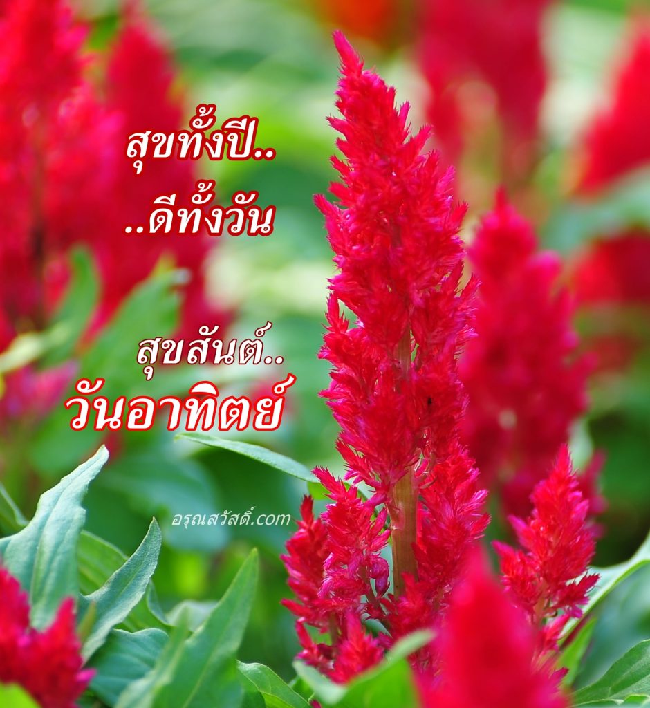 สวัสดีวันอาทิตย์
