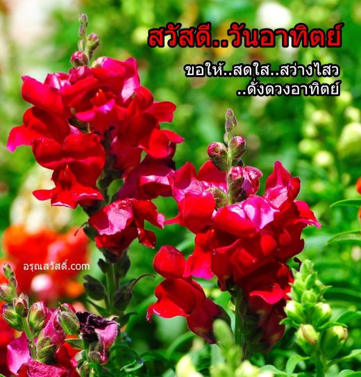 สวัสดีวันอาทิตย์