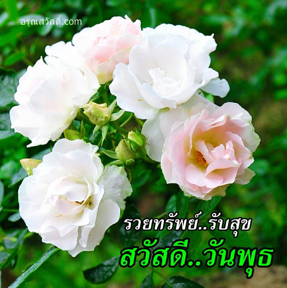 สวัสดีวันพุธ