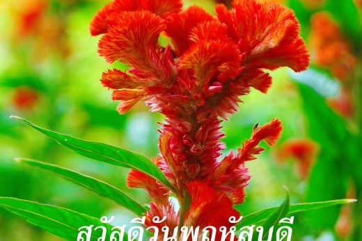 สวัสดีวันพฤหัสบดี