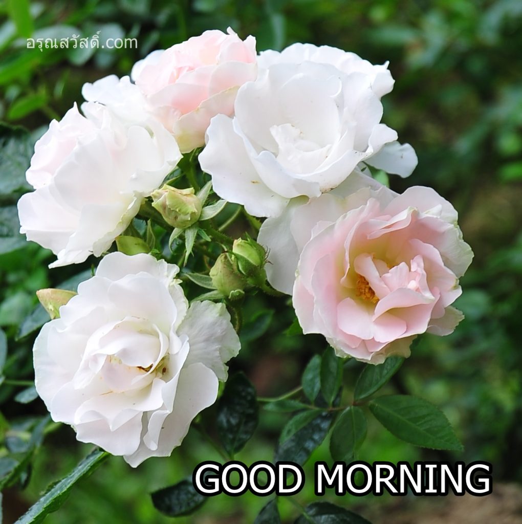 Good Morning