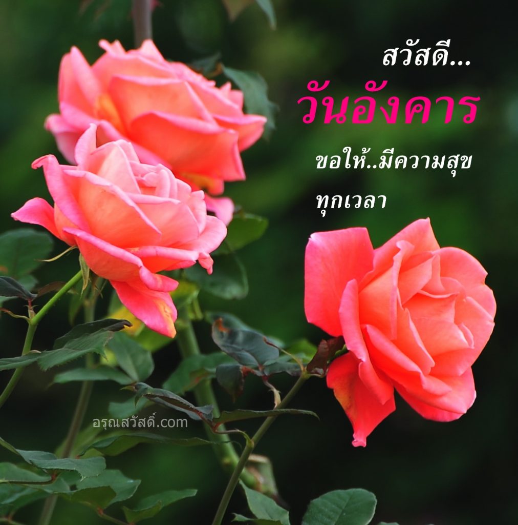 สวัสดีวันอังคาร