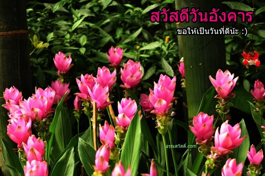 สวัสดีวันอังคาร