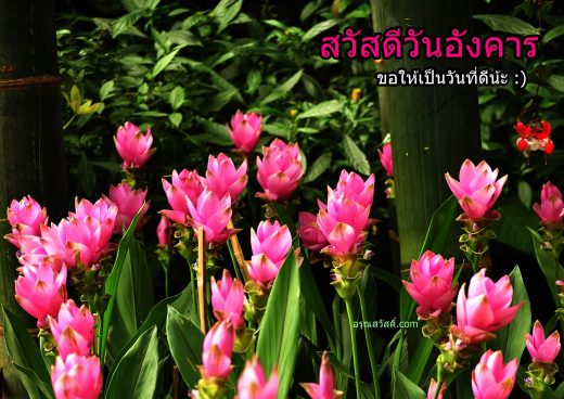 สวัสดีวันอังคาร