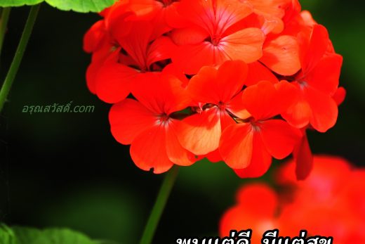 สวัสดีวันพฤหัสบดี
