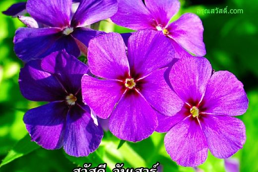 สวัสดีวันเสาร์