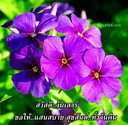 สวัสดีวันเสาร์