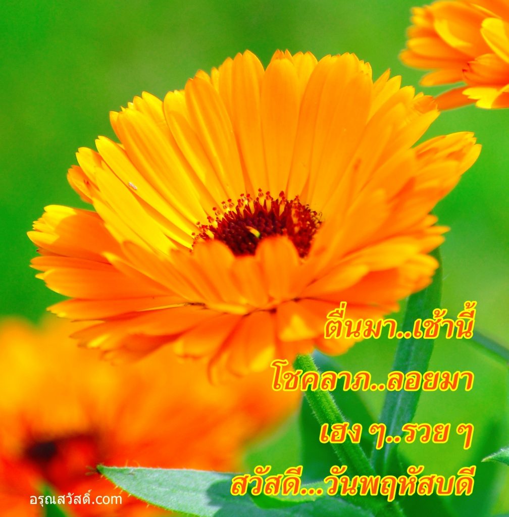 สวัสดีวันพฤหัสบดี