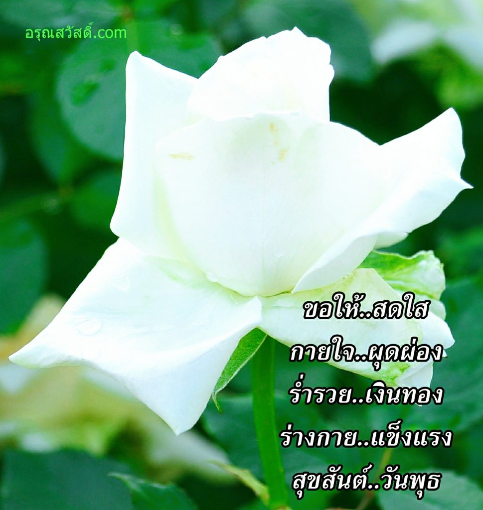 สวัสดีวันพุธ