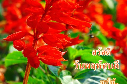 สวัสดีวันพฤหัสบดี