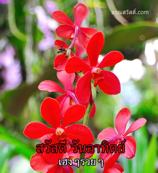 สวัสดีวันทิตย์
