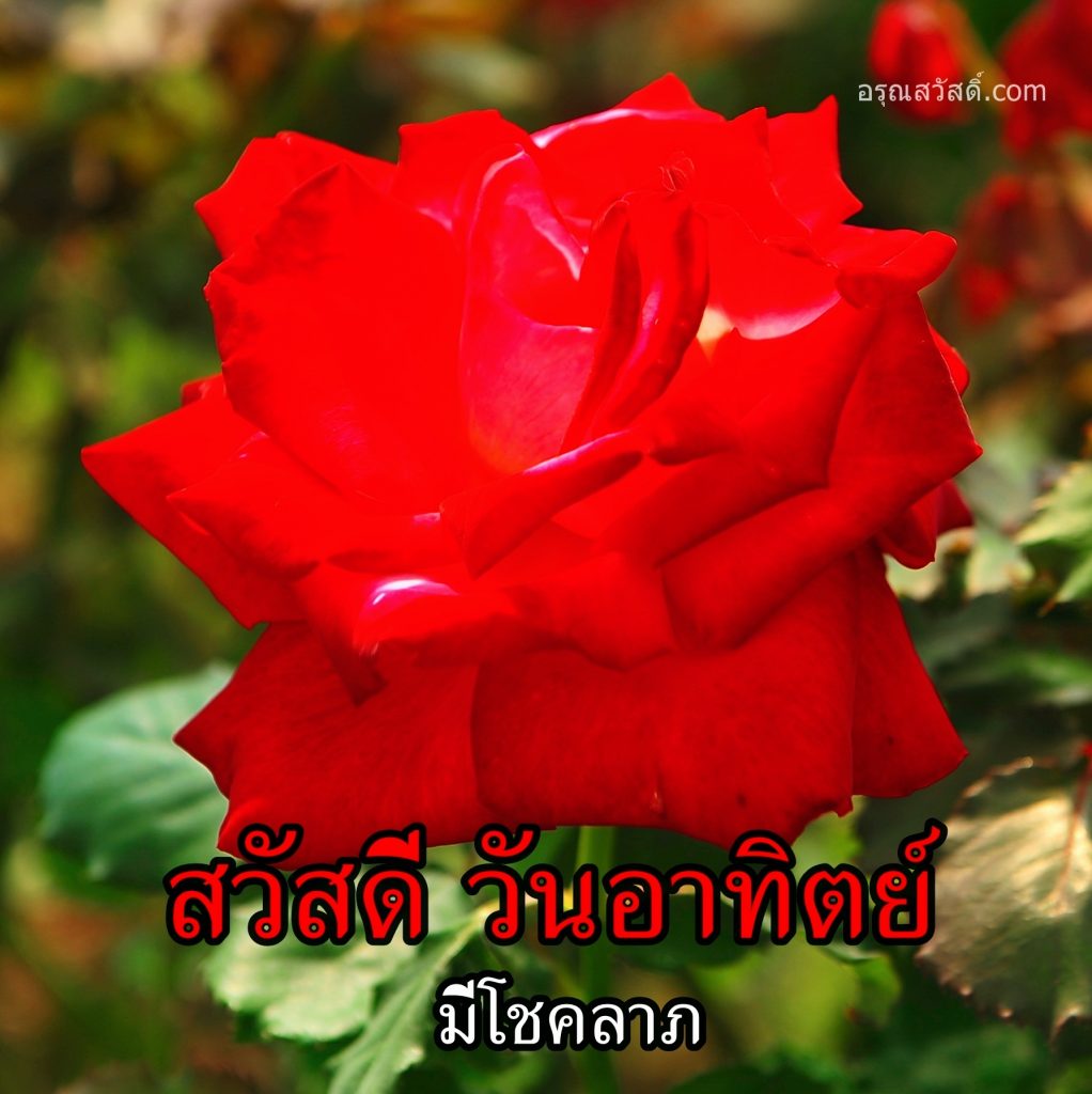สวัสดีวันทิตย์