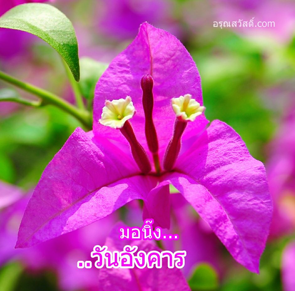 สวัสดีวันอังคาร