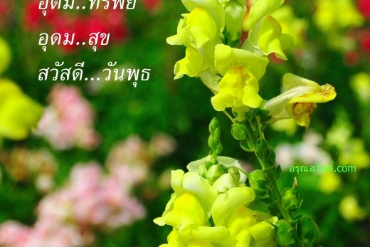 สวัสดีวันพุธ