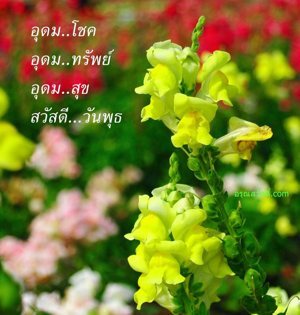 สวัสดีวันพุธ