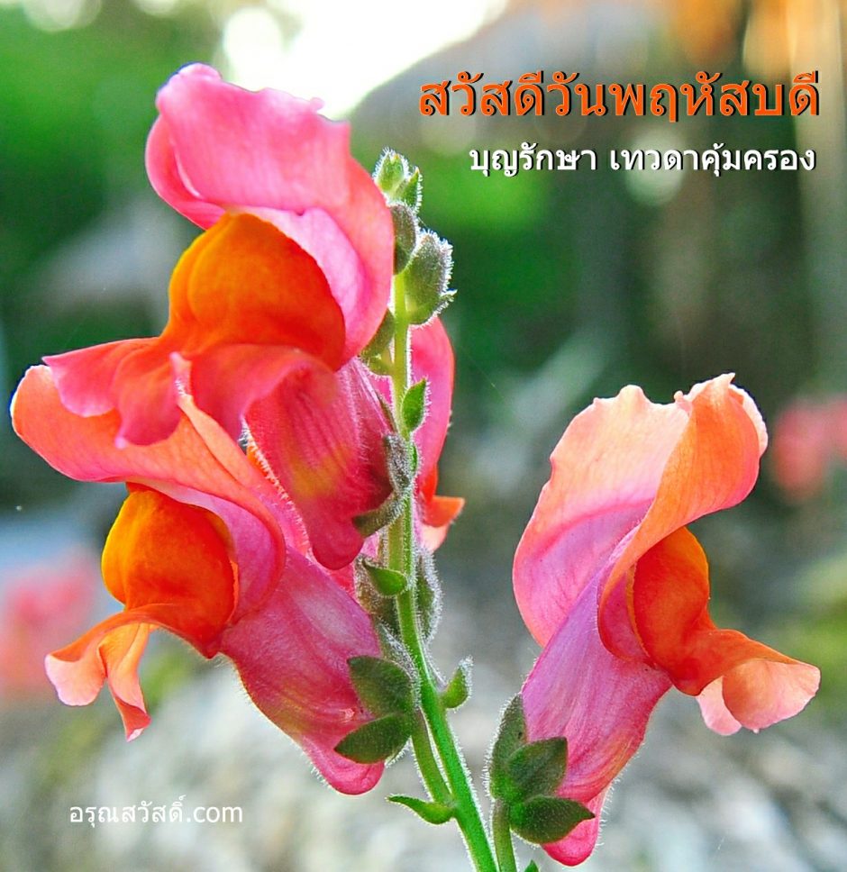 สวัสดีวันพฤหัสบดี